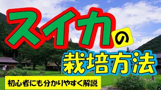 【スイカ育て方】甘くて糖度が高い！家庭菜園でもプロ並みの美味しいスイカを育てる方法