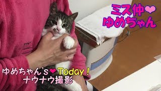 【癒し動画】ママに抱っこされて満足そうな表情の子猫 【cute kitten】【cute cat】 【子猫保護】