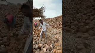 नारियल तेल कैसे बनता है l How To Make coconut oil in factory