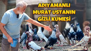 MURATIN PAHALI GÜVERCİNLERİ @Freebroadcast148 @HarikalarDiyarii #güvercin#pigeon#kümes#tavuk#horoz