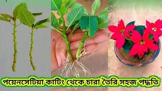 পয়েনসেটিয়া কাটিং থেকে নতুন চারা তৈরি//Top Secret//Easiest Way To grow Poinsettia plant.