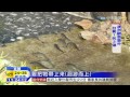 20150518中天新聞　魚群逆流而上！　鯝魚爬階梯產卵