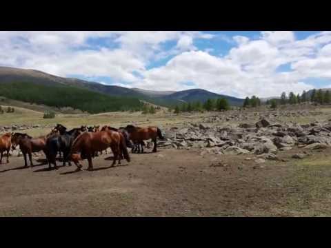 catching horses the Mongolian way catching horses the Mongolian way