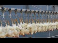 Amazing automatic chicken Farming | Modern Ultra Chicken Processing Factory  ➤9