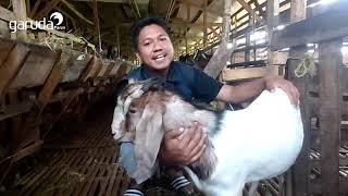 TIPS CARA MENGETAHUI UMUR KAMBING DENGAN MUDAH