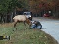 Elk spars with nature photographer