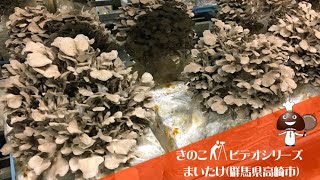 きのこビデオシリーズ😊 群馬県産・まいたけ