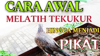 Cara Awal melatih Tekukur||Sampai Jadi Pikat||Terbukti Jadi pikat