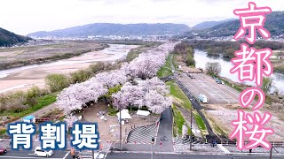 【京都・桜・2022年】背割堤の桜