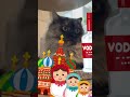 【シベリア出身の猫】適当に着陸したらロシア… 猫 cat サイベリアン siberian 猫のいる暮らし 猫好きさんと繋がりたい