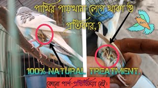 কোনো ওষুধ ছাড়া বারজিগার পাখির পায়খানা লেগে থাকা সারবে,?? Ahnaf ||