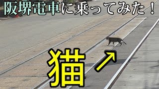 【道路を横断する“猫”】阪堺電車に乗ってみた！