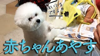 赤ちゃんをあやす犬｜育児をがんばるビションフリーゼわたまる dog play with a baby