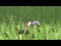 4k セッカ（1）鳴き交わす（喜如嘉） zitting cisticola wild bird 野鳥 動画図鑑