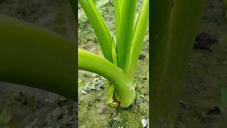 শীতেও লতির বাম্পার ফলন 🙀 #agriculture #youtubeshorts #লতি #farming #loti #shots #viralshort #লতিরাজ