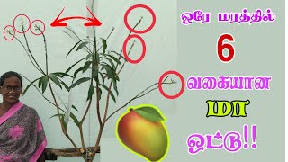 ஒரே மரத்தில் 6 வகையான மா ஒட்டு | அசத்தும் விவசாயி