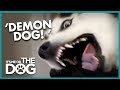 Diesel The 'Demon' Husky | It's Me or the Dog