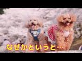 【初告白🌀セラピードッグとして活動しなかった理由🐶】 ボランティア🍀トイプードル