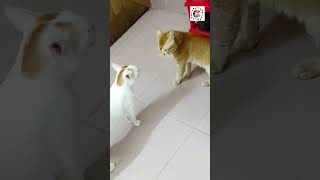 বিল্লুর সাথে পুম্বার যুদ্ধ #catfight