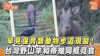 罕見保育類動物步道現蹤! 台灣野山羊和帝雉同框覓食｜TVBS新聞｜擠看看#shorts