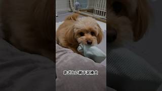 あざとい靴下泥棒犬#shorts #dog #犬#ポメプー