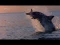 Τα Πιο Φονικά Ζώα της Αφρικής 8 Νέος Κύκλος trailer nat geo wild greece