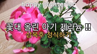 [토분이야기]제라늄 삽목후 정식하기 /제라늄 분갈이/제라늄 삽목/제라늄 키우기/제라늄 가지치기/반려식물