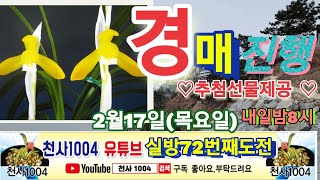 #2월 17일  천사 실방 72번째 도전   명명품 다수 경매진행