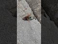 eastern cicada killer wasp😮😮😮😮 shorts shortsvideo shortsvideos