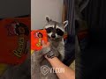 raccoon gets tricked instead of treats 🦝😂