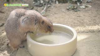 【東山動植物園公式】プレ30秒：飲水中《 オグロプレーリードッグ　プレーリードッグ 》