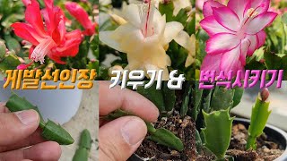 게발선인장 키우기 💐 게발선인장 번식 게발선인장 삽목 🌹 Schlumbergera care 게발선인장 꽃피우기