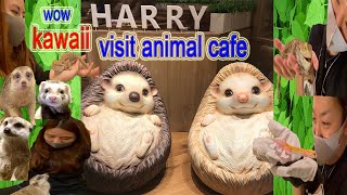 [ASMR Dạo phố] trải nghiệm Cafe nhím nổi tiếng đầu tiên trên thế giới ・ ghé thăm quán càphê động vật