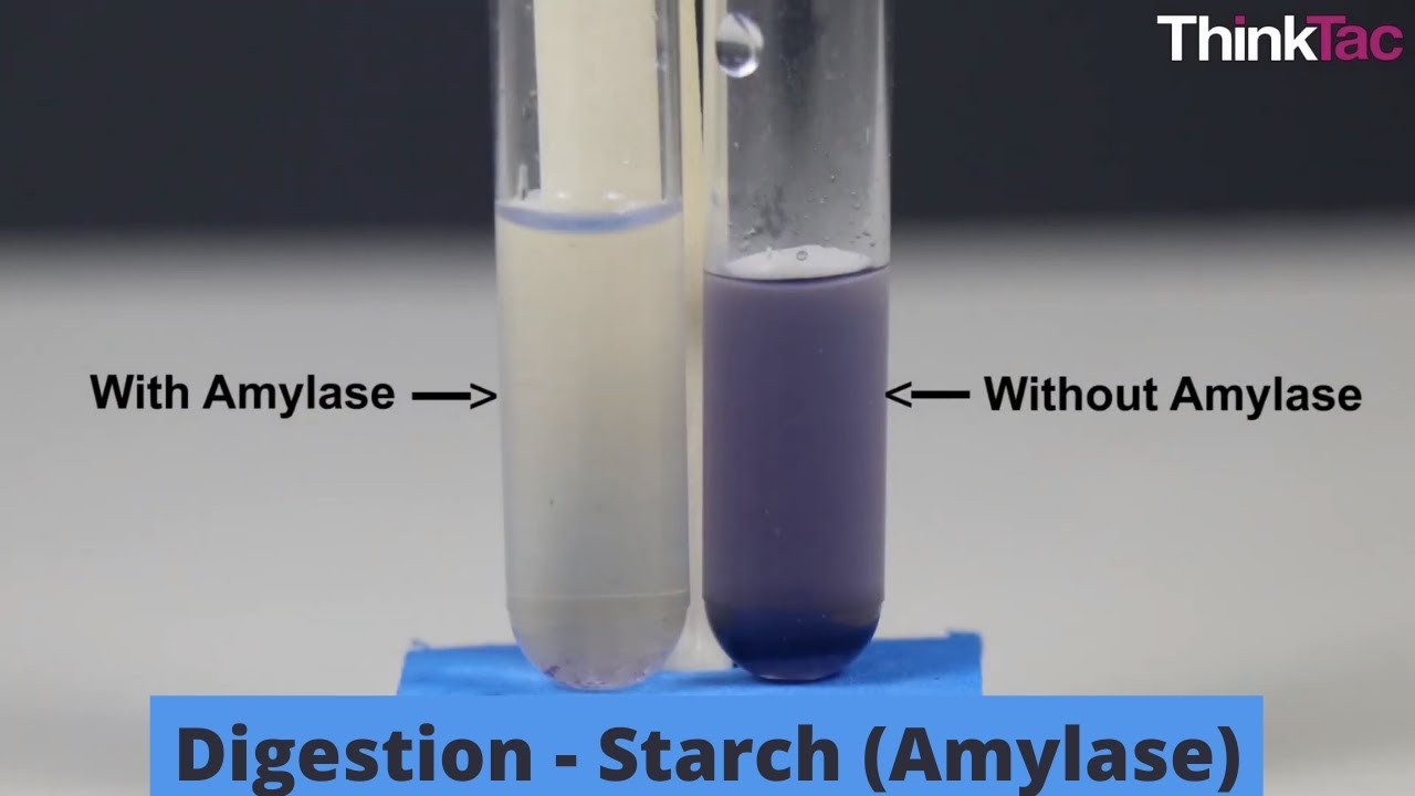 Digestion - Starch (Amylase) | ThinkTac | DIY Science - YouTube