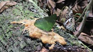 エテシペフタオチョウCharaxes etesipe エウパレフタオチョウCharaxes eupale 2024/09/21 Bobiri Ghana