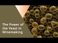 Power of Yeast in Winemaking