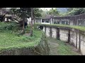 gorilla attacks tourists with a brick caught on film