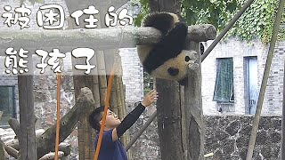 《熊貓早晚安》被高難度動作困住的熊孩子 | iPanda熊貓頻道