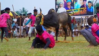 ரசிகர்கள் கொண்டாடிய ஆட்டம்! இலுப்பக்குளம் அய்யனார் கோவில் காளை Vs சாத்தரசன்பட்டி VJP நண்பர்கள் குழு