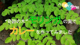 バリ島にはたくさんある、“奇跡の木”モリンガの実でカレーを作ってみました