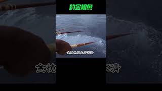 出海釣金槍魚，魚竿一抛一拉，就有魚上鈎