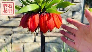 皇冠贝母 Fritillaria imperialis - 奇特的花型 - 分享养植小经验