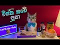 Visky Kade Pusa ( Bandu Samarasinghe ) | විස්කි කඩේ පූසා | Cat Music Video