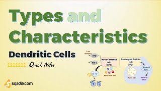 Dendritic Cells - Types and Characteristics