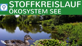 Stoffkreislauf - Nahrungsbeziehungen \u0026 Stickstoffkreislauf im Ökosystem See - Ökosysteme 3