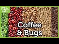 Insect Drama in the Coffee Field | Earth Eats Podcast