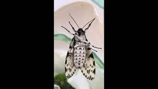 Giant Leopard Moth Hatch