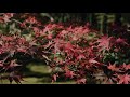 京都嵐山 天龍寺紅葉2021 moza aircross3 α7siii sigma 45mm f2.8 dg dn 京都紅葉スポット