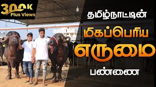 ERUMAI VALARPU TAMIL | 80 எருமைகள் கொண்டபண்ணை | சிறந்த பராமரிப்புகான கால்நடை மருத்துவரின் விளக்கம்