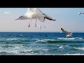 short 1 minute nature sounds mind calming seagulls and ocean 4k nature